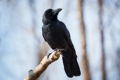 Black crow Stock Photos