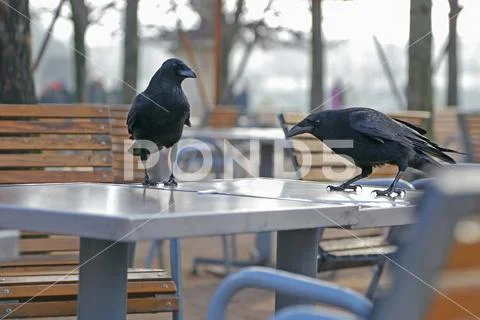 Black crow Stock Photos