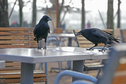 Black crow Stock Photos