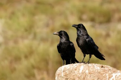 Black crow Foto stock