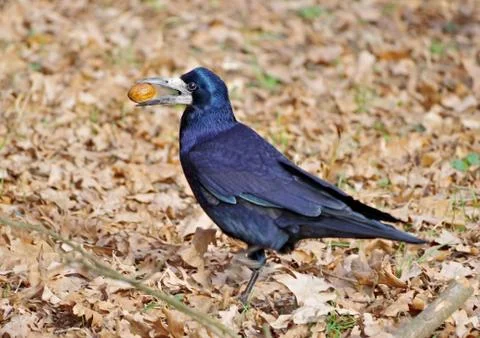 The Black crow Stock Photos