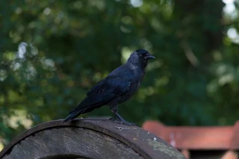Black crow Stock Photos