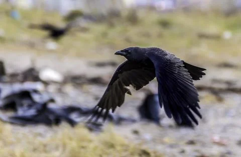Black Crow Stock Photos
