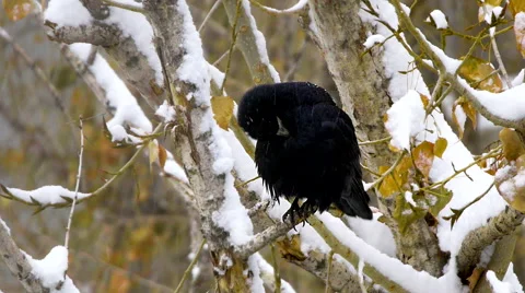 Black crow raven cleaning on tree in snow forest or city 2 Stock Footage 44236969