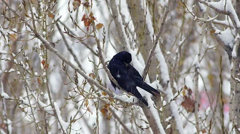 Black crow raven cleaning on tree in snow forest or city 5 Stock Footage 44236979