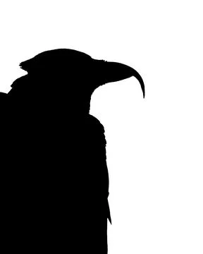 Black Crow Side View Isolated Graphic Silhouette Stock Illustration