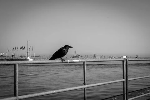 A black crow sits on a railing Stock Photos