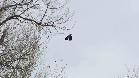 Black crow sits on a tree branch, then flies away Stock Footage 143030495