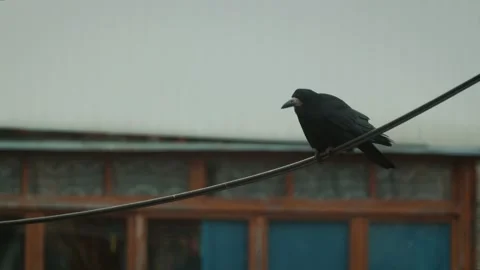 Black crow sits on the wire and is going to fly away Stock Footage 100764683