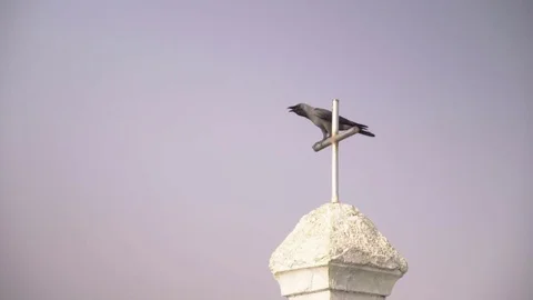 Black crow sitting on the cross Video stock 71251043