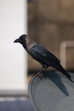 A black crow sitting on Dish tv on terrace Selective Focus Stock Photos