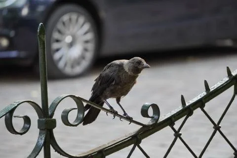 Black crow sitting on an iron patterned fence. city birds, fauna of the city. Stock Photos