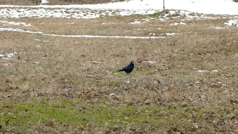 Black crow sitting in a meadow 動画素材 123573060
