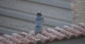 Black crow sitting on mossy city backyard roof 4k or 4k+ Resolution