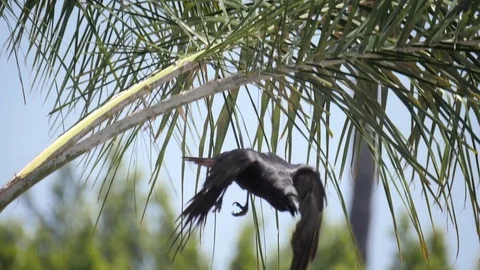 Black crow sitting on palm tree branch, taking off and flying over rooftops Vídeo Stock 75246236