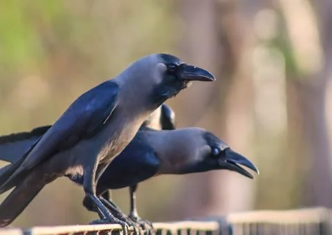 Black crow sitting on the railing Stock Photos