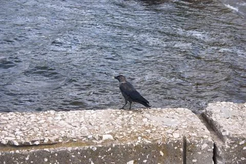Black crow sitting on the stone wall of the river bank in the city Stock Photos