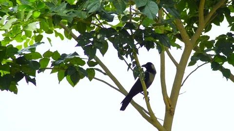 Black crow sitting in a tree and flies away Stock Footage 101333362