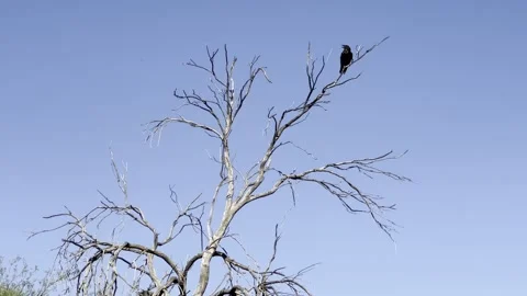Black Crow Sitting on Tree Branch No Leaf 스톡 동영상 203805424