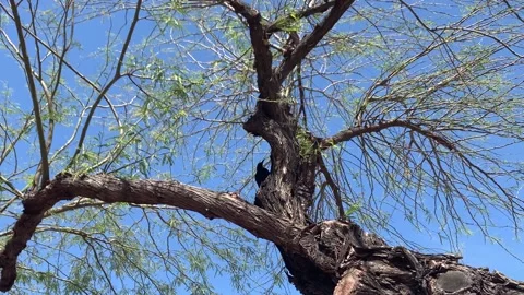 Black Crow Sitting on Tree Branch and Flies Off Stock Footage 203974562