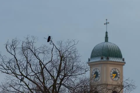 Black crow sitting on tree next to church tower of the church St. Mang in Reg Stock-Fotos
