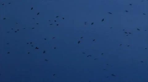 Black crow in sky Stock-Footage 64791343