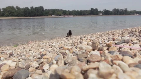 Black crow sneaking, approaching camera eating crumbs Stock Footage 108282692