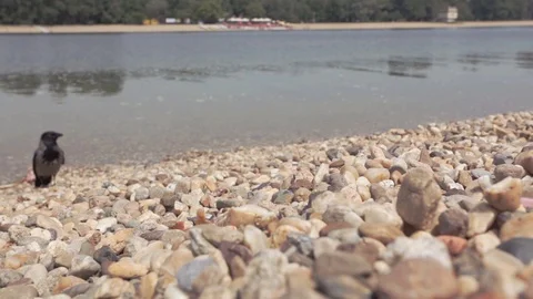 Black crow sneaking towards camera Stock Footage 108282331