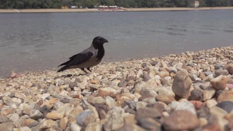Black crow sneaking towards camera, eating crumbs Stock Footage 108282478