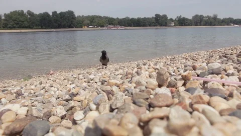 Black crow sneaking towards camera Stock Footage 108282747