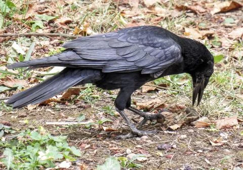 Black crow standing on ground. In Romania Stock Photos