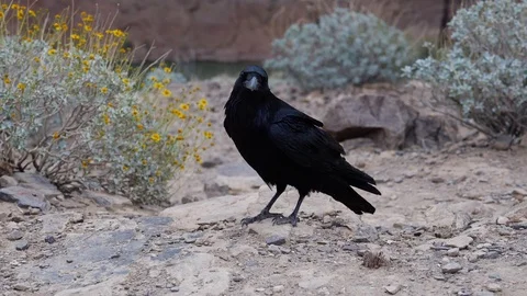 Black crow standing on rocky ground Stock Footage 89836330