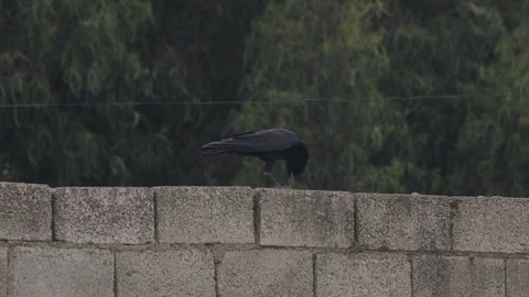 Black crow standing on top of brick wall eating food remains side view Vidéo 348704037