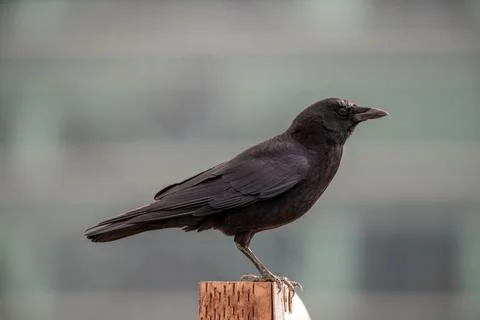 The black crow is standing on top of a post in front of a building Stockfoto's