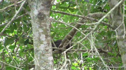 Black crow in swaying treee on cloudy windy day outdoors Video stock 36622877