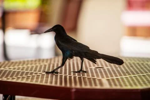 Black Crow On Table Stock Photos