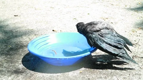 Black crow take a bath. Corvus corone. 動画素材 73439819