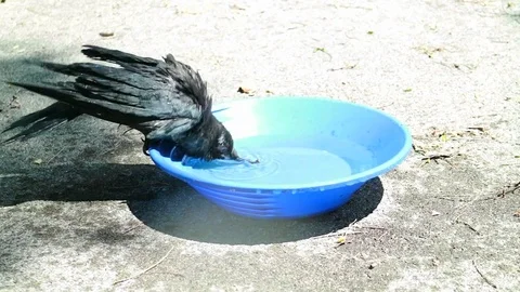 Black crow take a bath. Corvus corone. Stock Footage 73439841