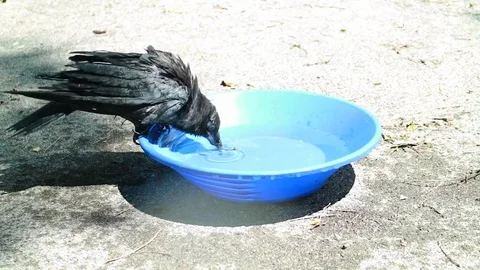 Black crow take a bath. Corvus corone. wiht Audio. 動画素材 73439874