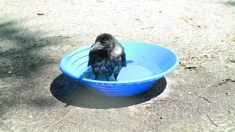 Black crow take a bath. Corvus corone. 動画素材 73439876