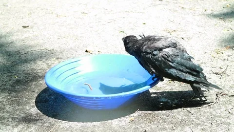 Black crow take a bath. Corvus corone. wiht Audio. 스톡 동영상 73439890