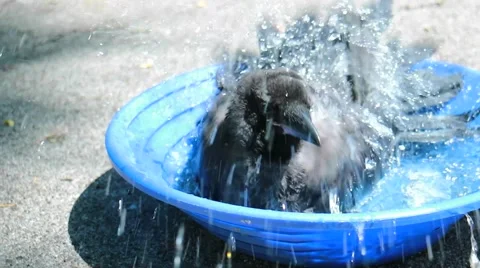 Black crow take a bath. Stock Footage 65225578