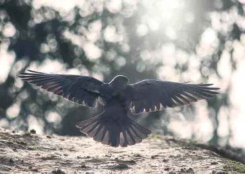Black crow taking off from the ground Stock Photos