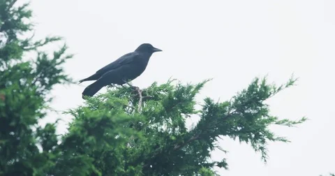 Black Crow Top of Tree Fly Away Swaying Braches Stock Footage 69768934
