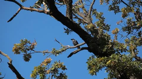 Black Crow Top Trees Branch Green Leaves Raven Waiting Sitting Resting Hunting Stock Footage 8955454