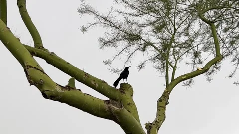 Black Crow on Tree Branch and Fly Off Video stock 241557177