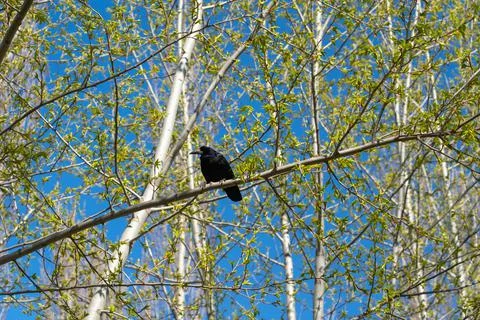 Black crow on a tree branch in springtime Stock Photos