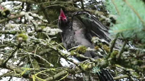 Black crow on the tree Stock Footage 65225554