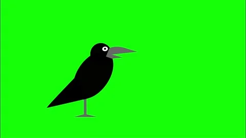 Black crow walking and stopped on transparent green screen background Stock Footage 328207536