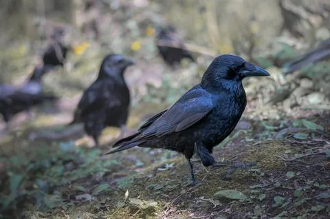 Black Crow walking. Side view of Carrion crow on the ground. Corvus corone. Stock Photos